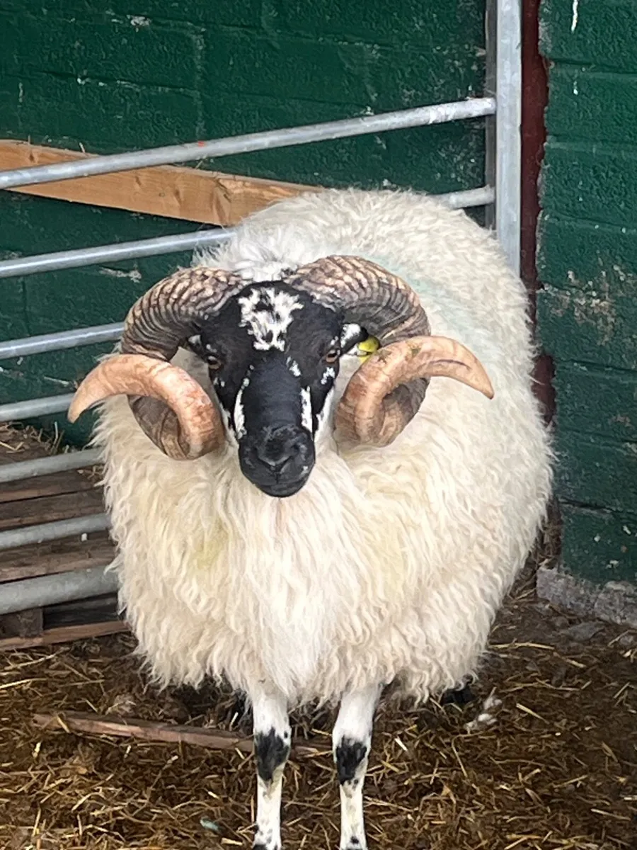 Brecket Rams - Image 1