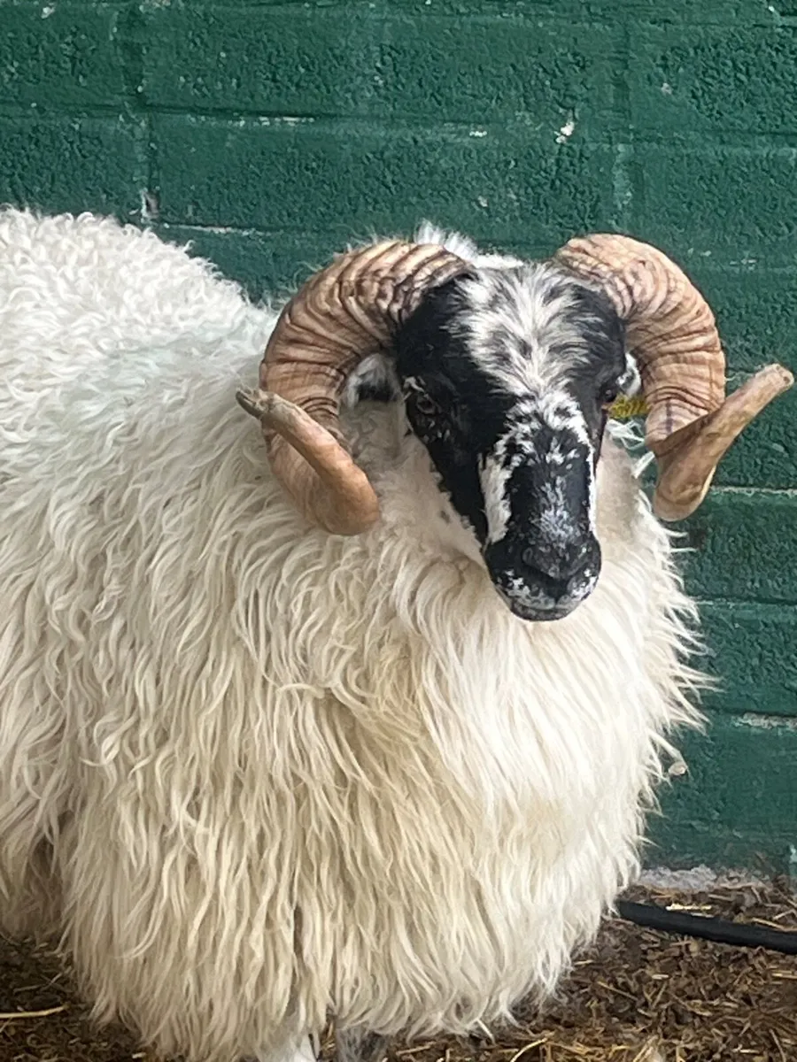 Brecket Rams - Image 2