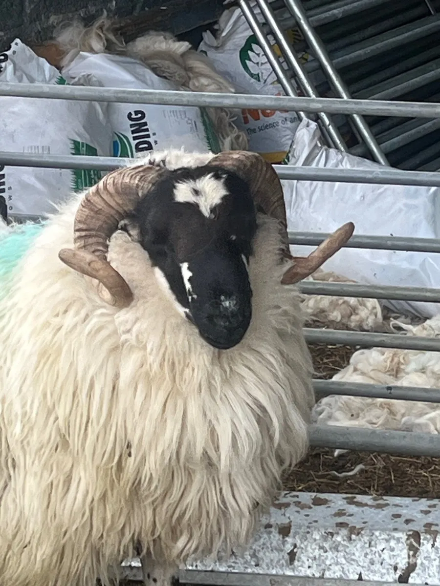 Brecket Rams - Image 3