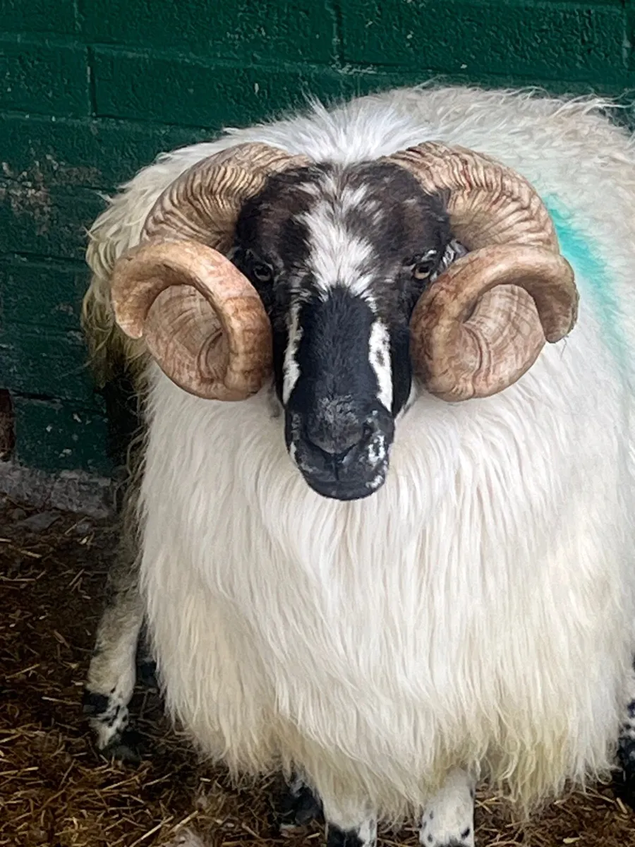 Brecket Rams - Image 4