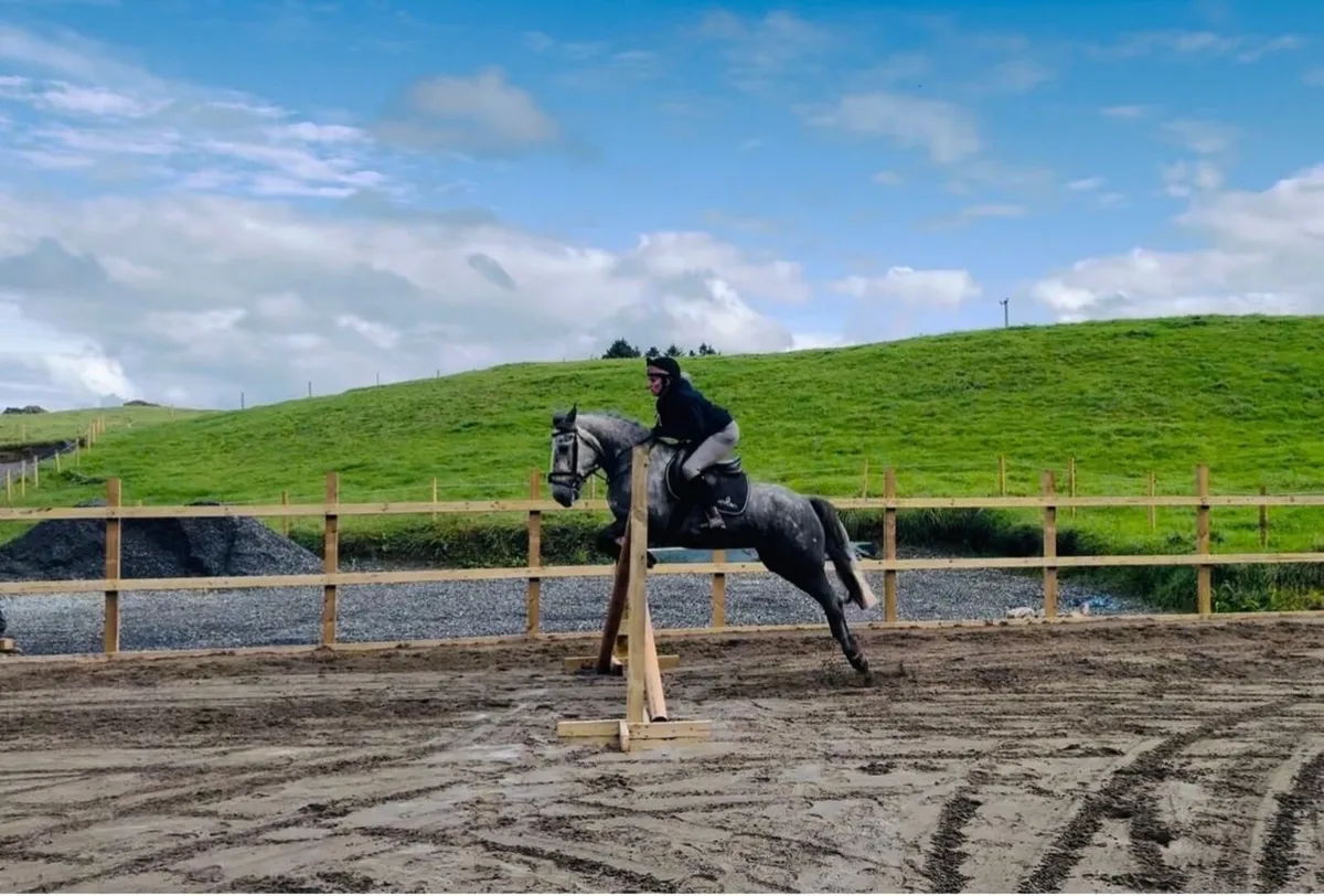 Stunning 14hh pony - Image 3