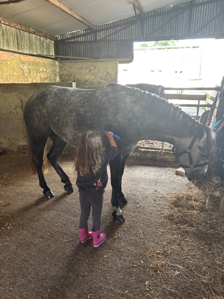 Stunning 14hh pony - Image 4