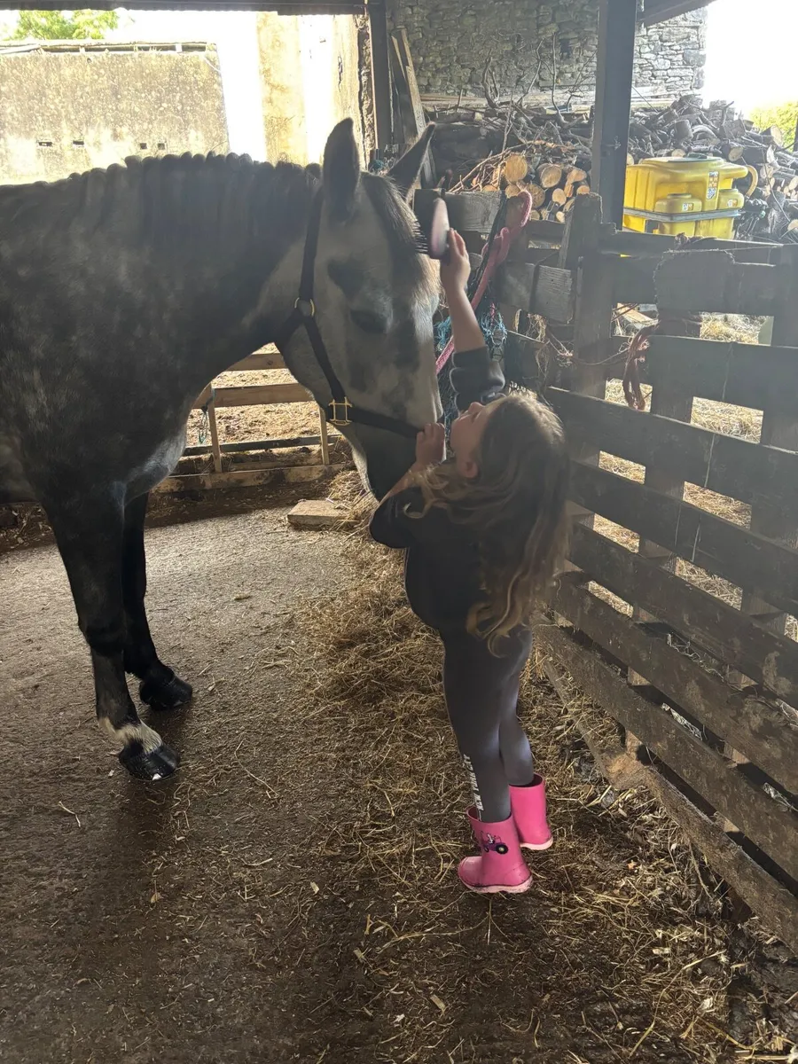 Stunning 14hh pony - Image 4