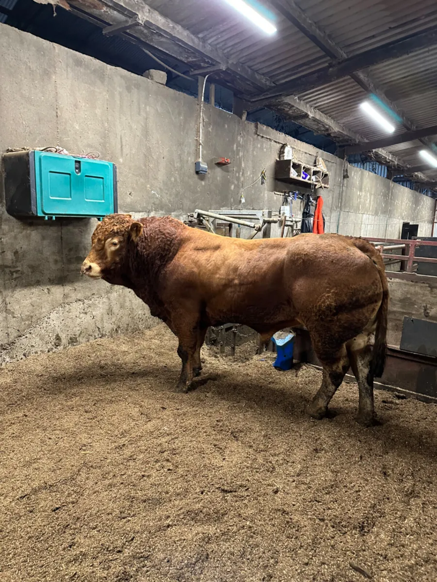 Pedigree lim bull - Image 4
