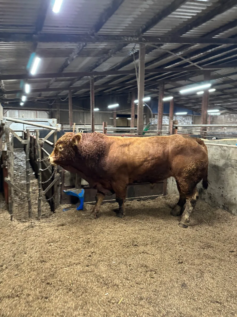 Pedigree lim bull - Image 2