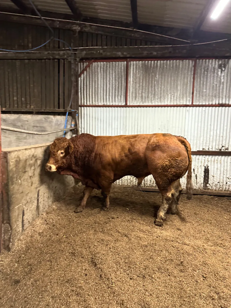 Pedigree lim bull - Image 1