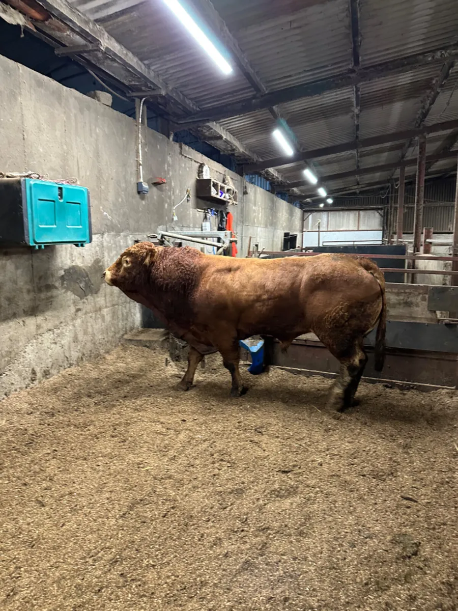 Pedigree lim bull - Image 3