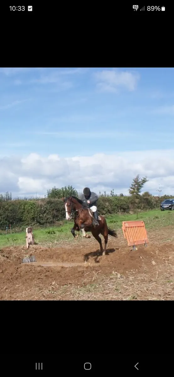 Clysdale cross 4yr old mare 16.1 - Image 2