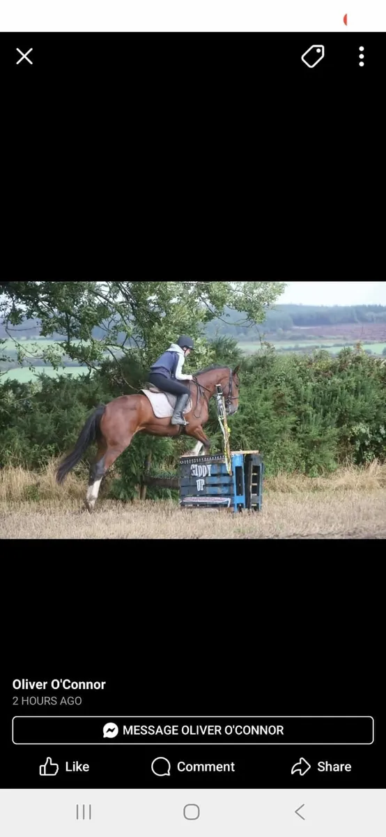 Clysdale cross 4yr old mare 16.1 - Image 4