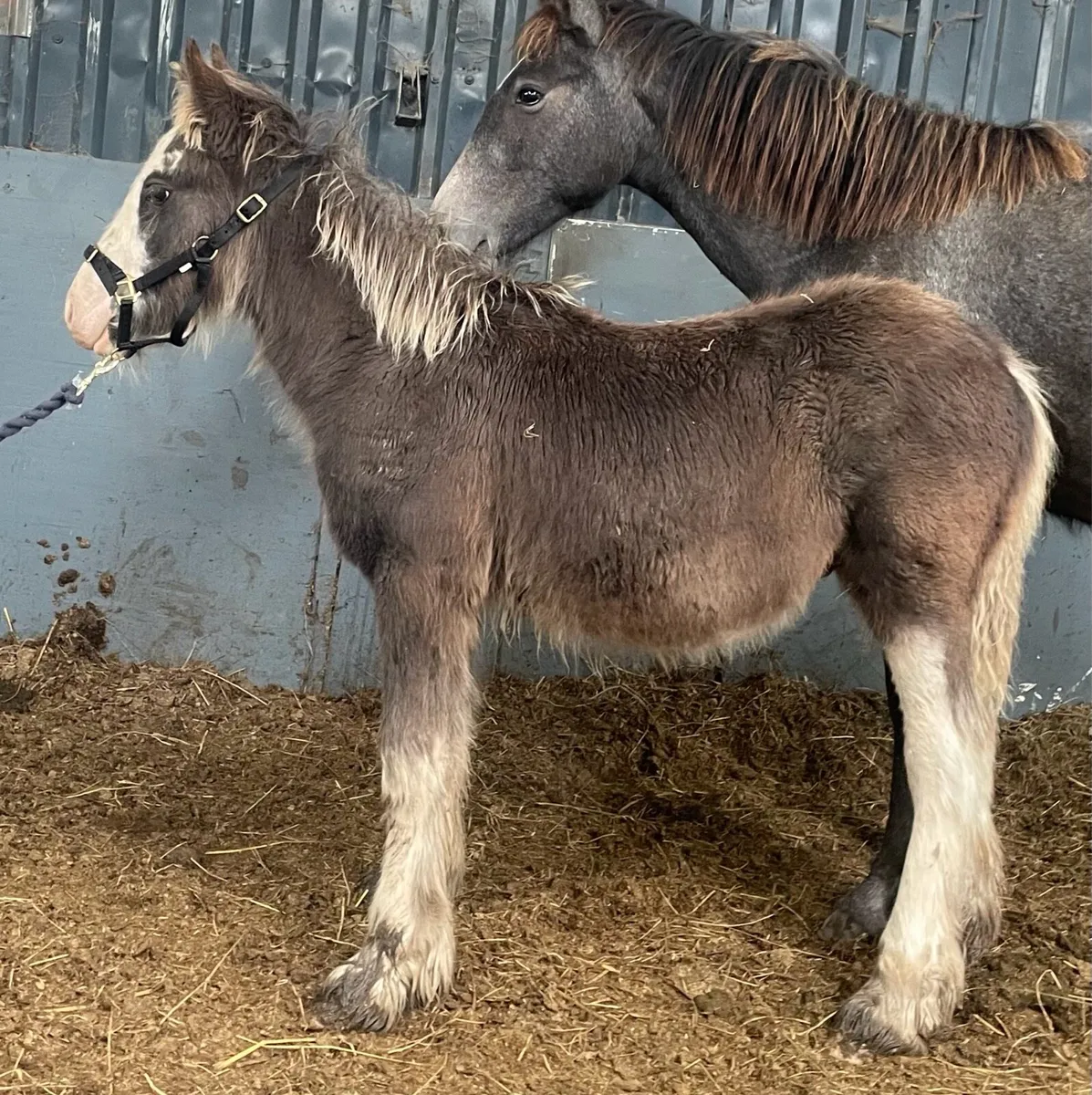 Friendly companion GELDED foal - Image 1