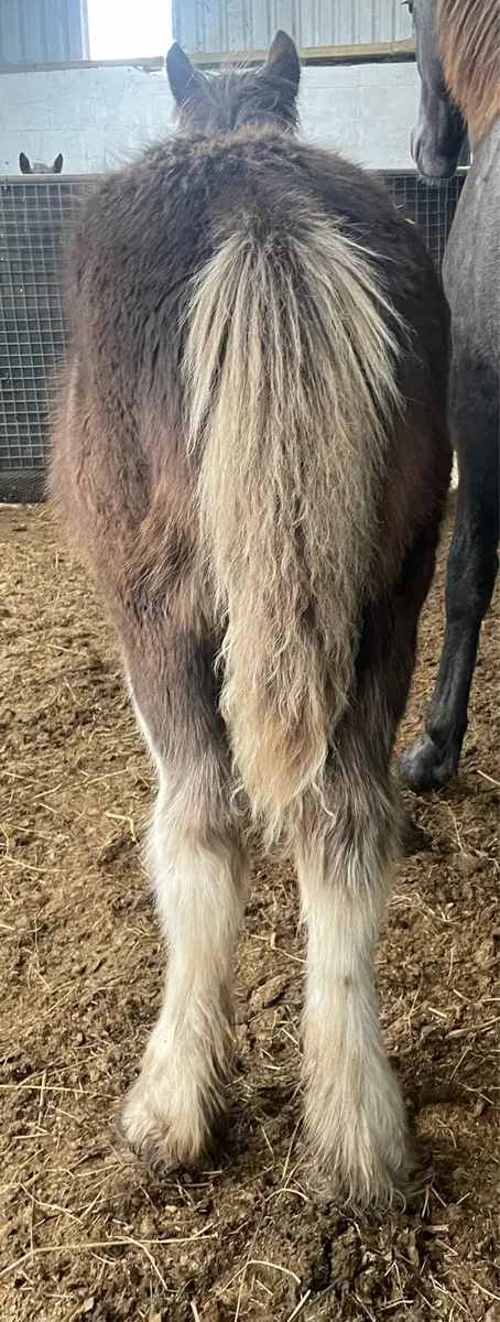Friendly companion GELDED foal - Image 2