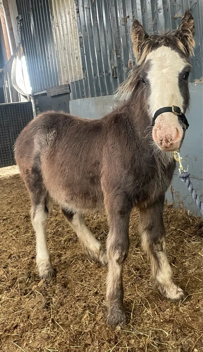 Friendly companion GELDED foal - Image 3