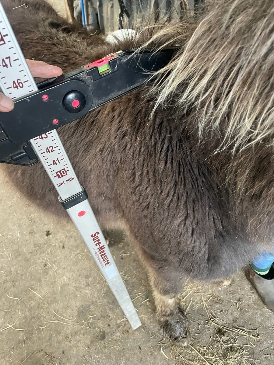 Friendly companion GELDED foal - Image 4