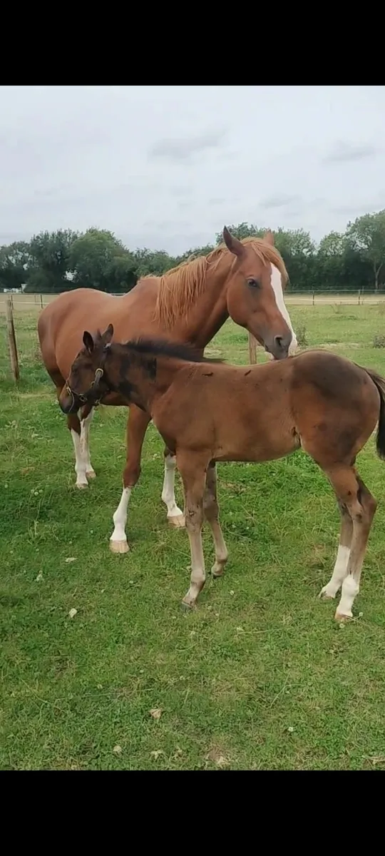 Thoroughbred broodmare who throws good foals - Image 2