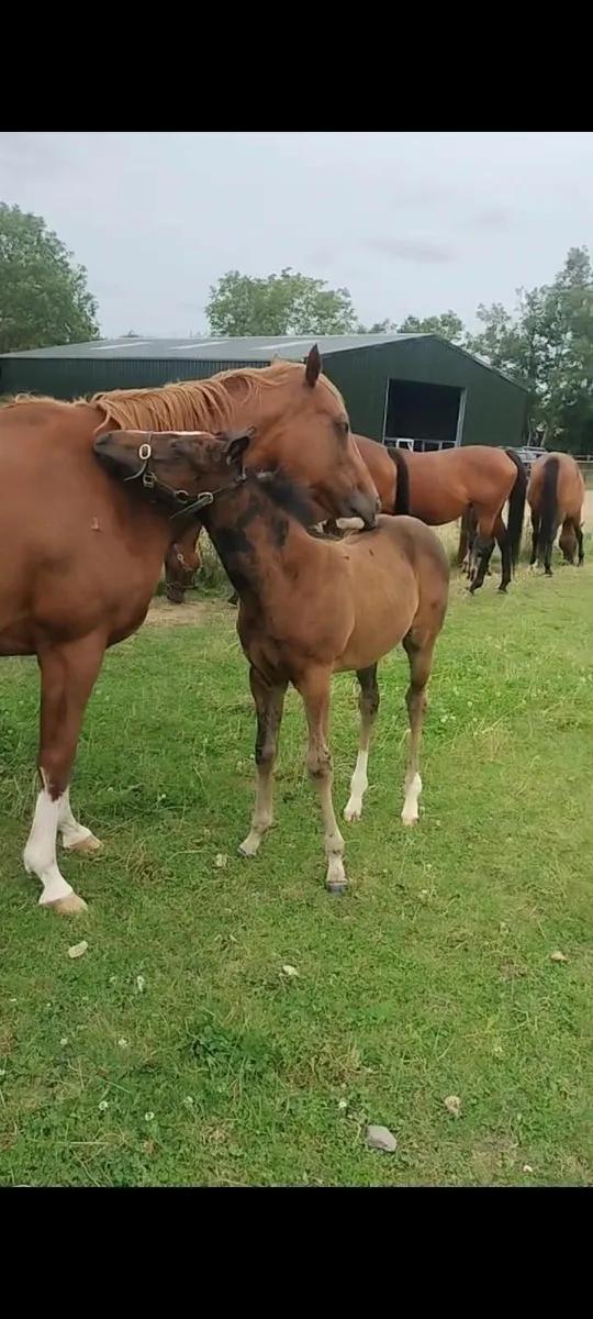 Thoroughbred broodmare who throws good foals - Image 1
