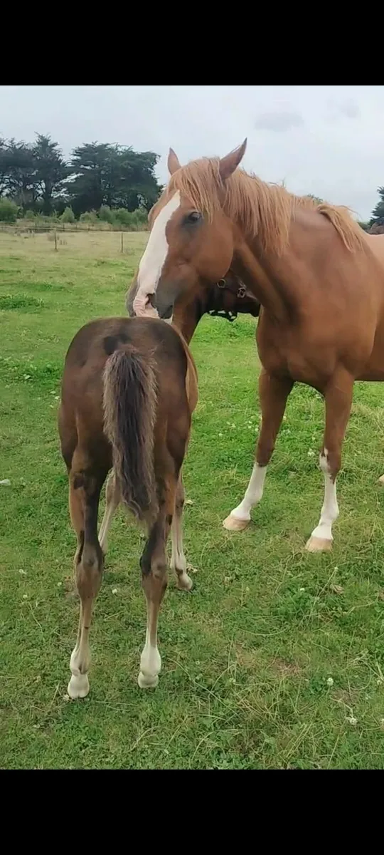 Thoroughbred broodmare who throws good foals - Image 3