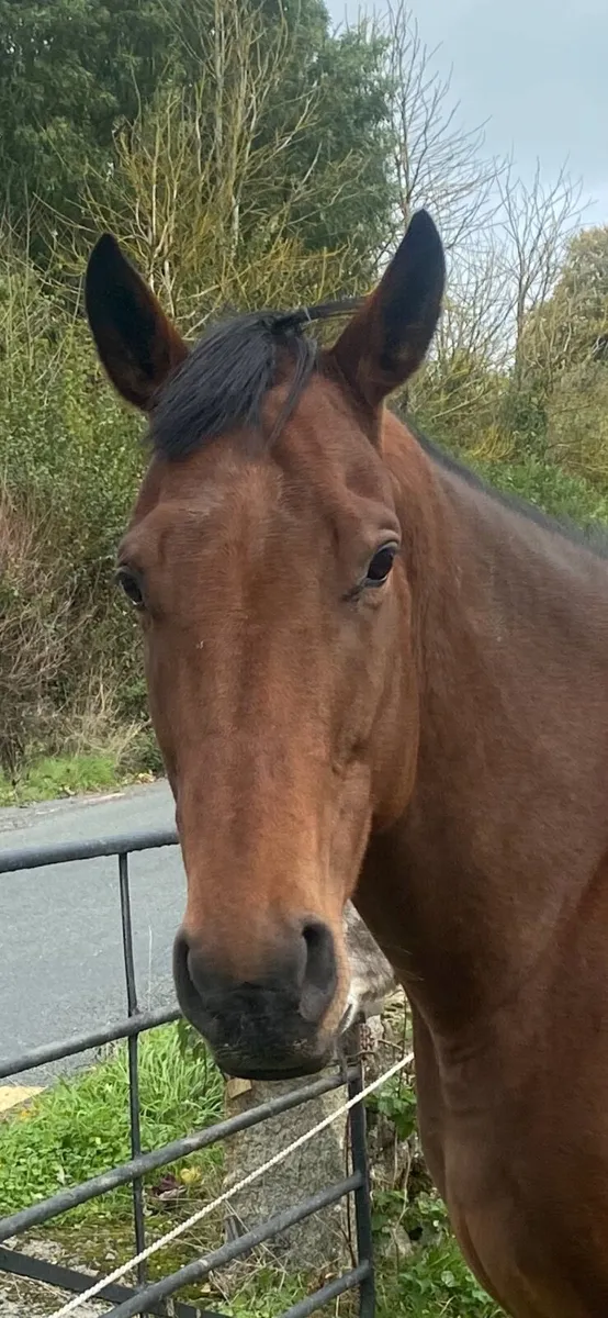 Thoroughbred Mare for sale
