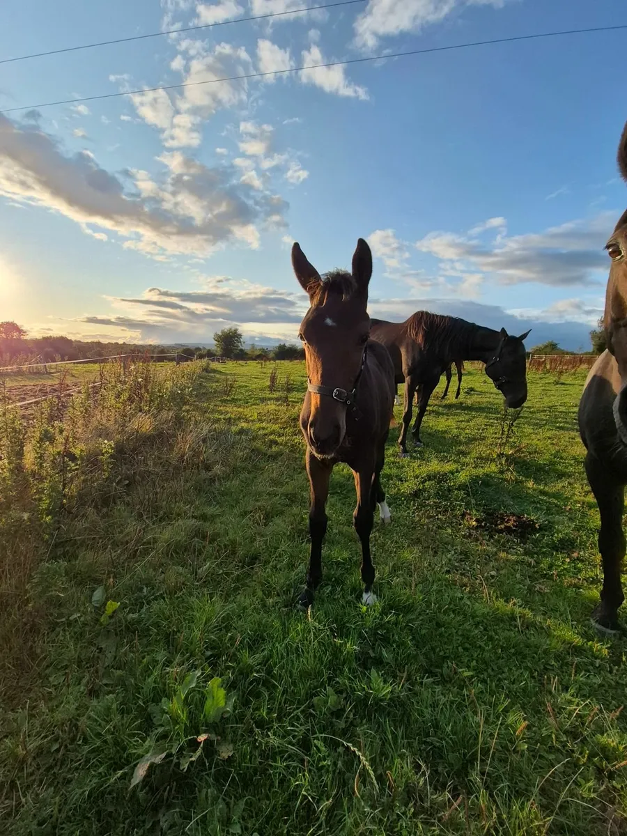 NH Thoroughbred colt foal by Mojo Star for sale - Image 1