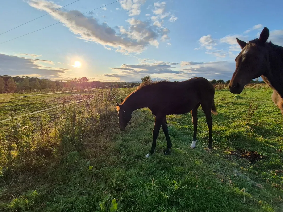 NH Thoroughbred colt foal by Mojo Star for sale - Image 3