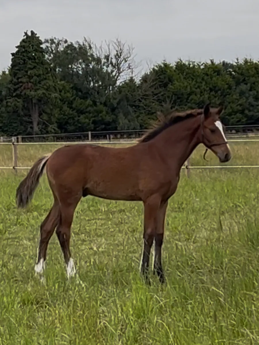 Vivant colt foal Goresbridge Lot 253 Sat Oct 11 - Image 1