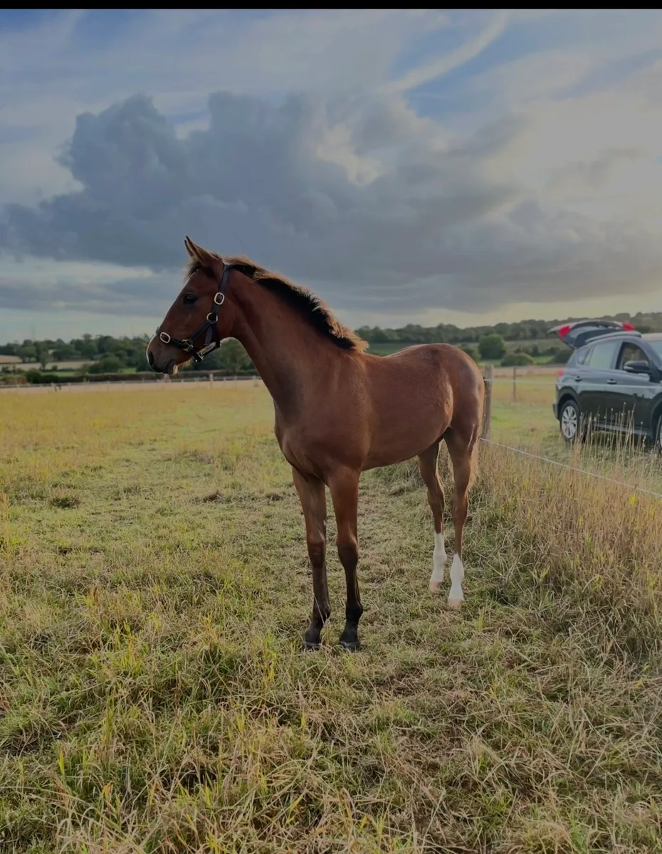 Vivant colt foal Goresbridge Lot 253 Sat Oct 11 - Image 2