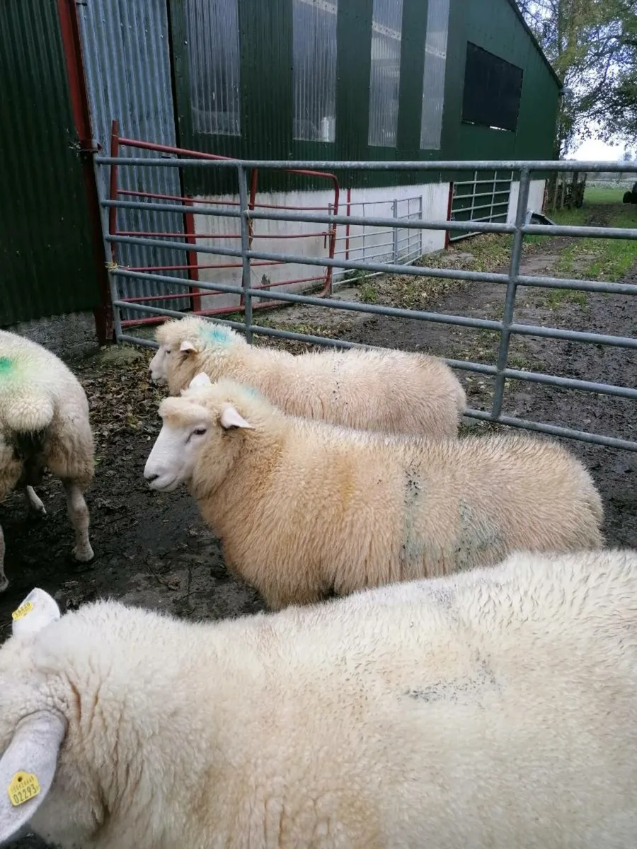 Ram for sale - Image 1