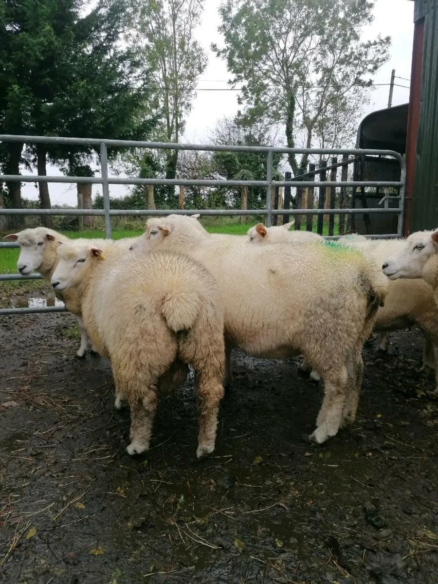 Ram for sale - Image 2