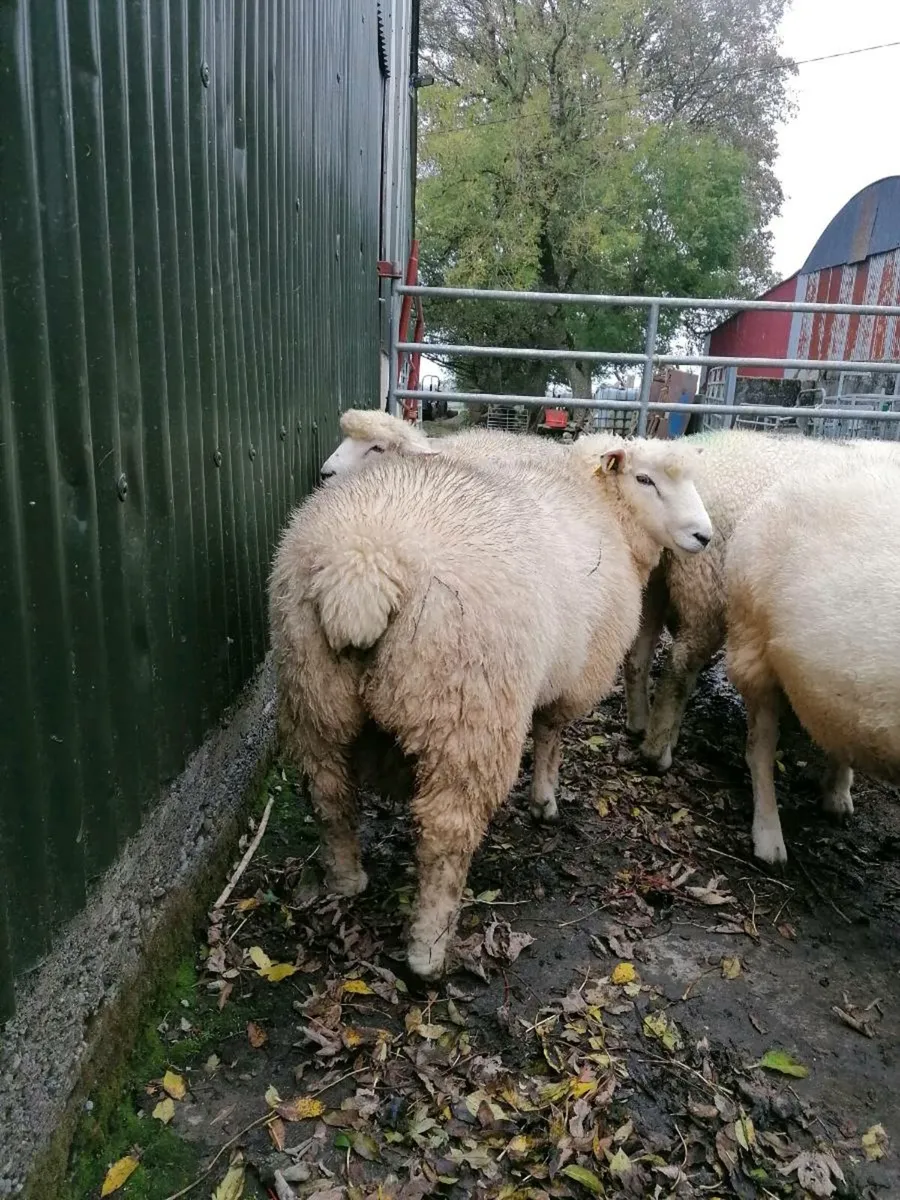 Ram for sale - Image 3
