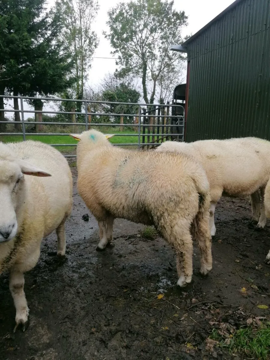 Ram for sale - Image 4