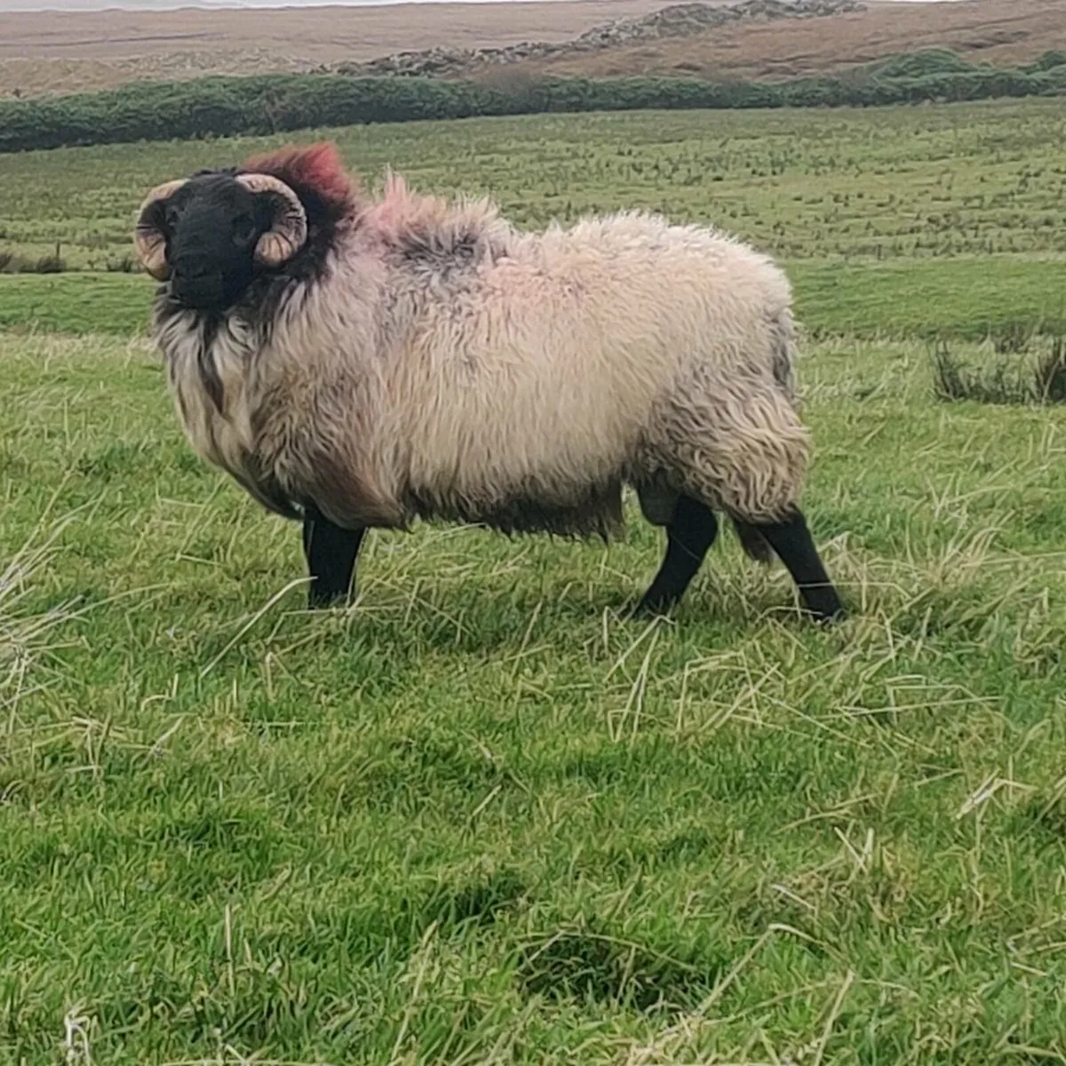 Mayo hoggets sis ram - Image 1