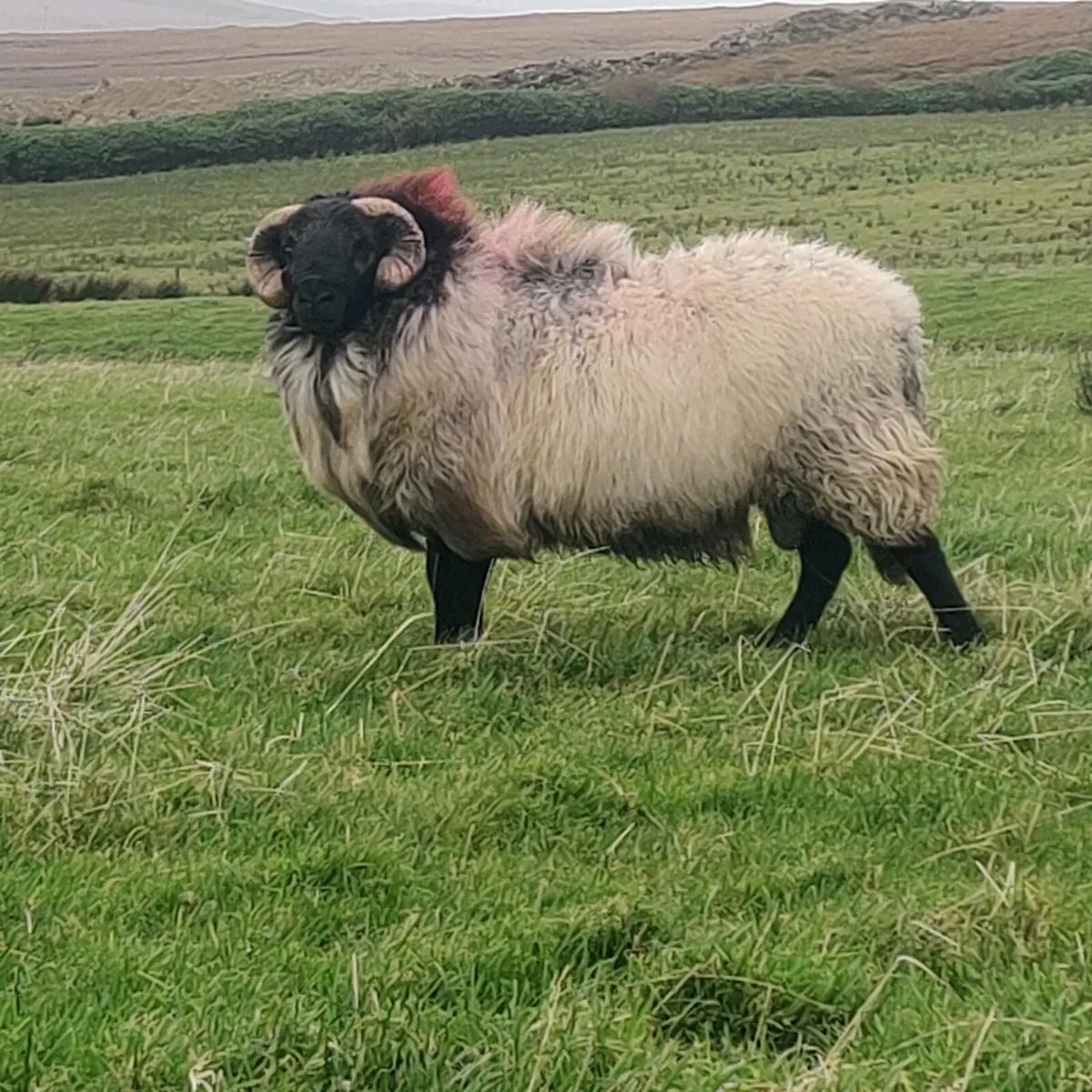 Mayo hoggets sis ram - Image 2