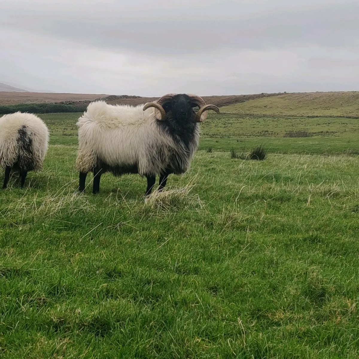 Mayo hoggets sis ram - Image 3