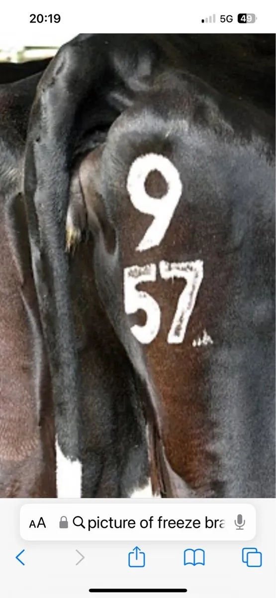 Freeze branding and hoofcare - Image 2