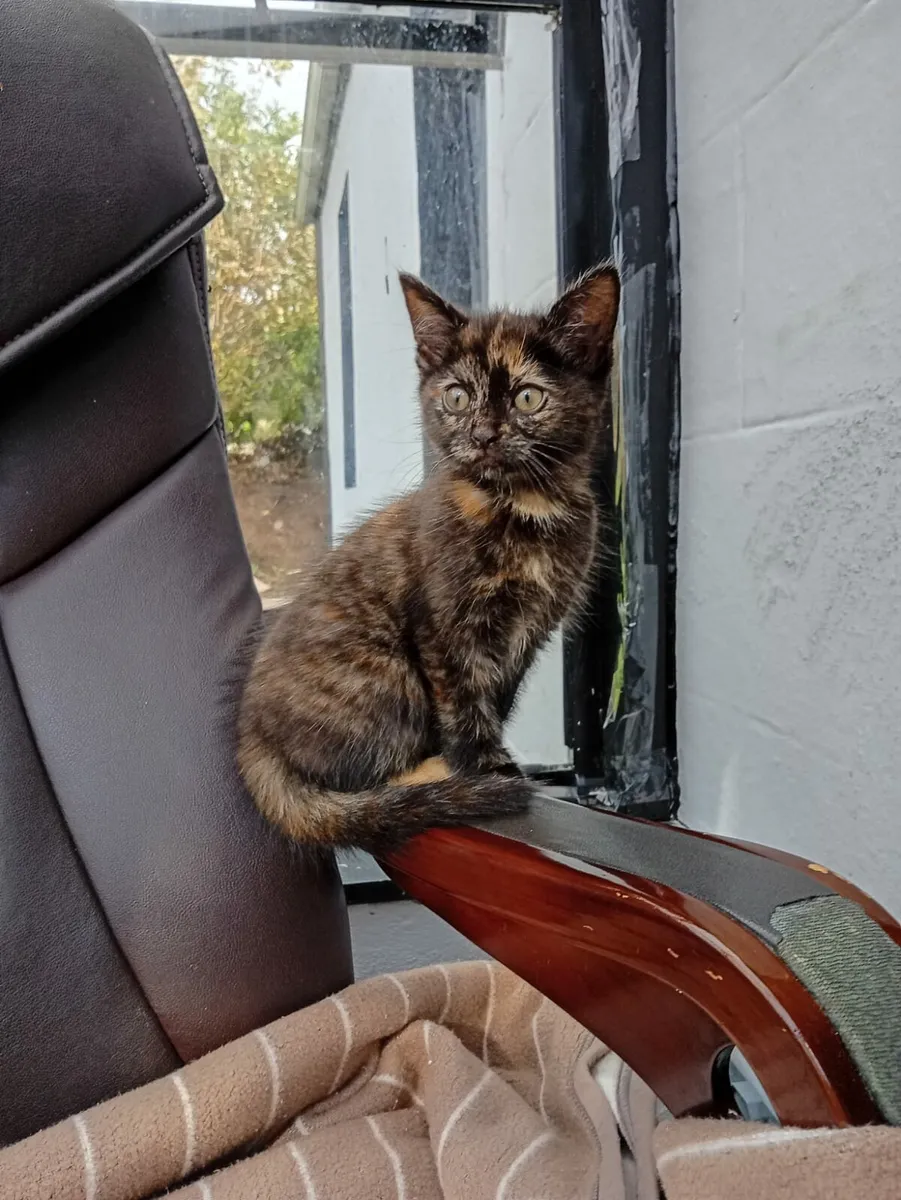 Kitten - Image 1