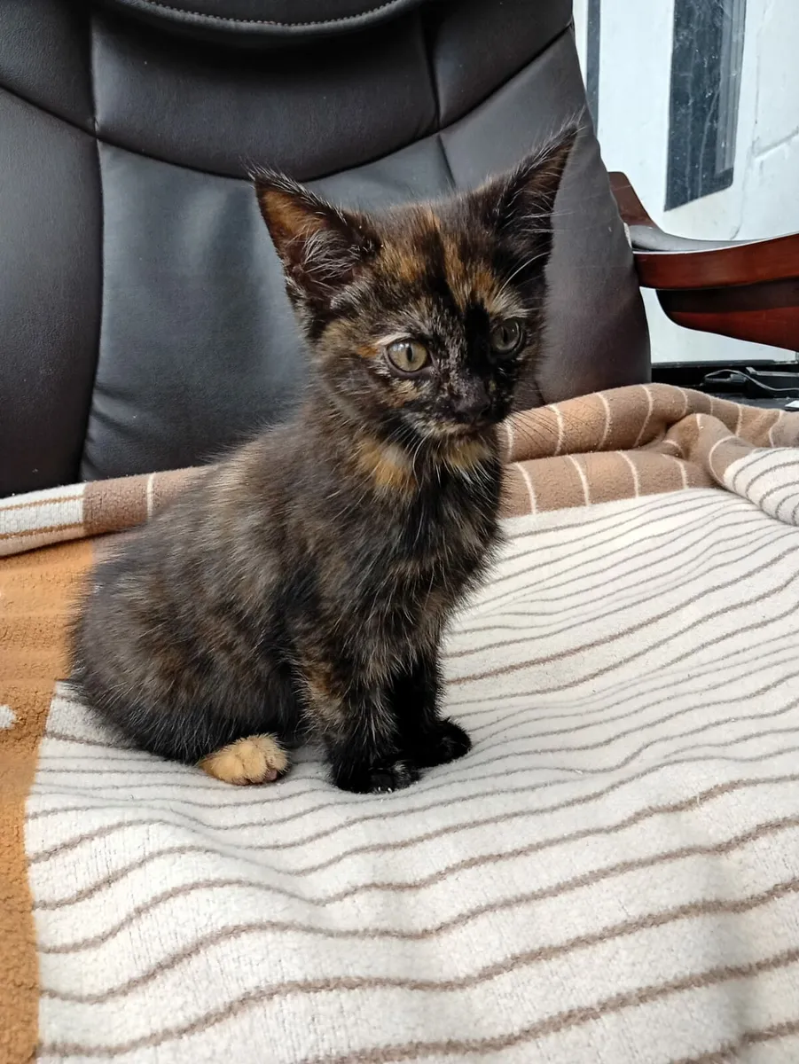 Kitten - Image 2