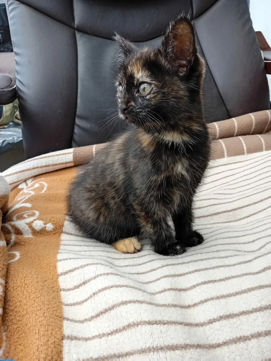 Kitten - Image 3