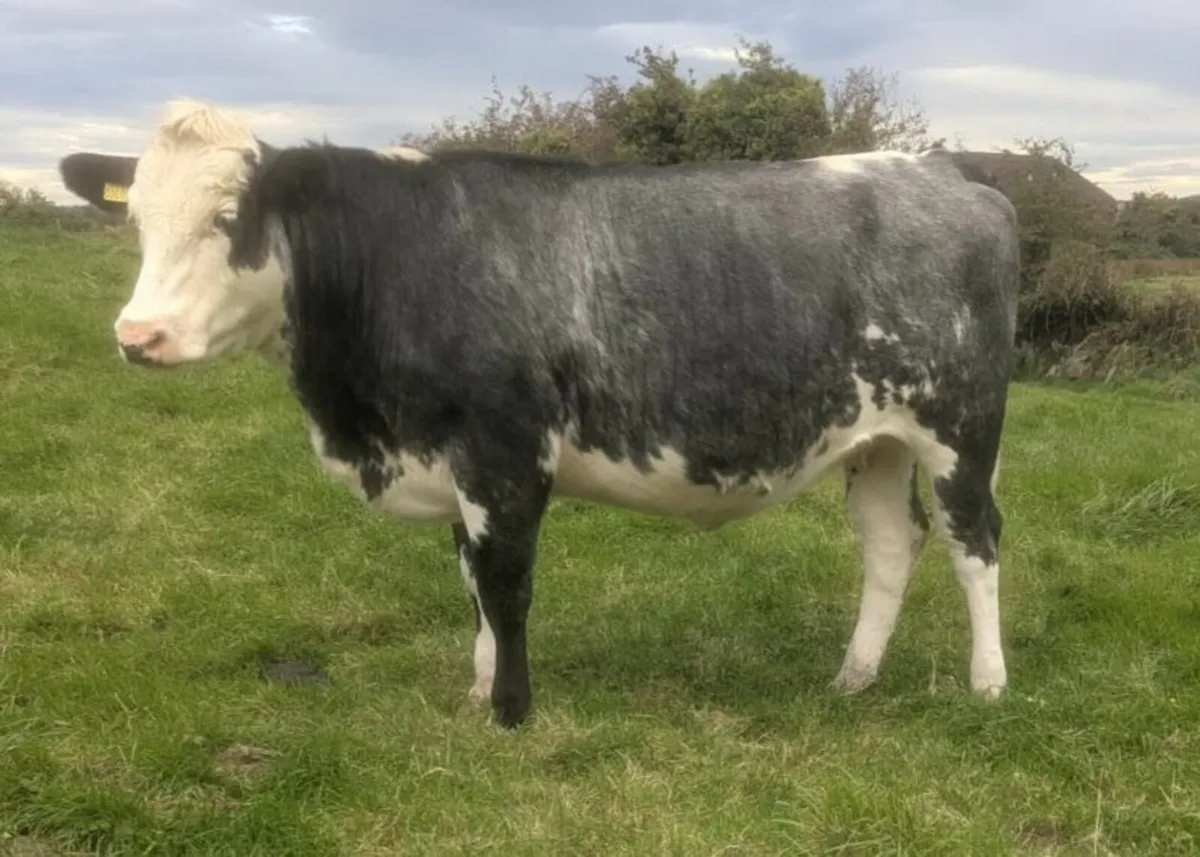 First Calved Heifers & In-calf Heifers - Image 4