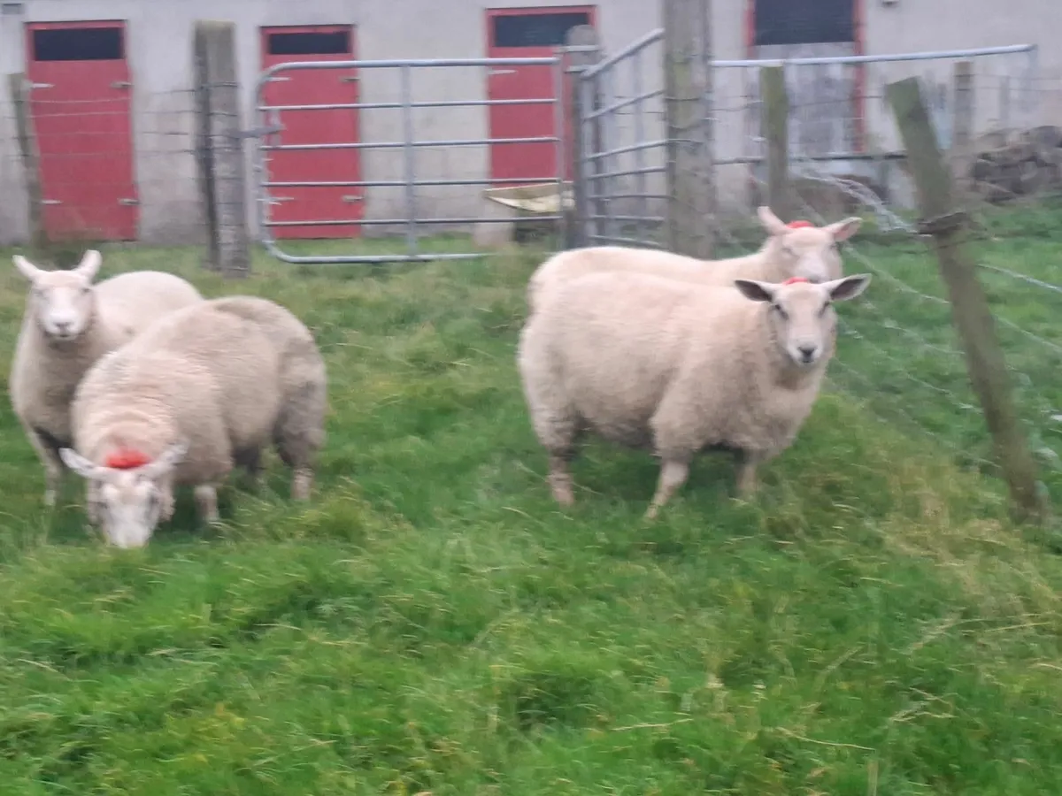 Sheep