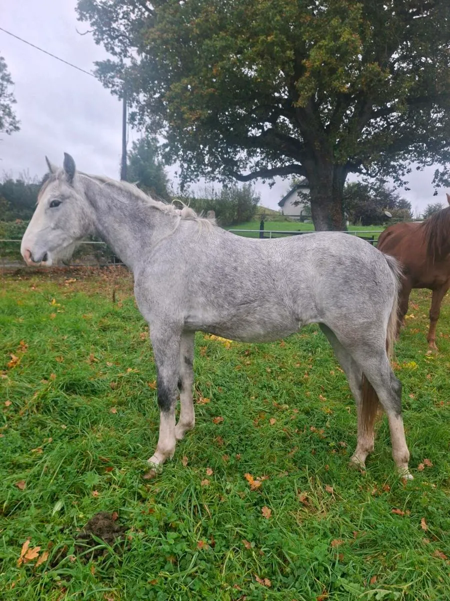 Irish draught/irish sport horse 1& 2 year olds - Image 4