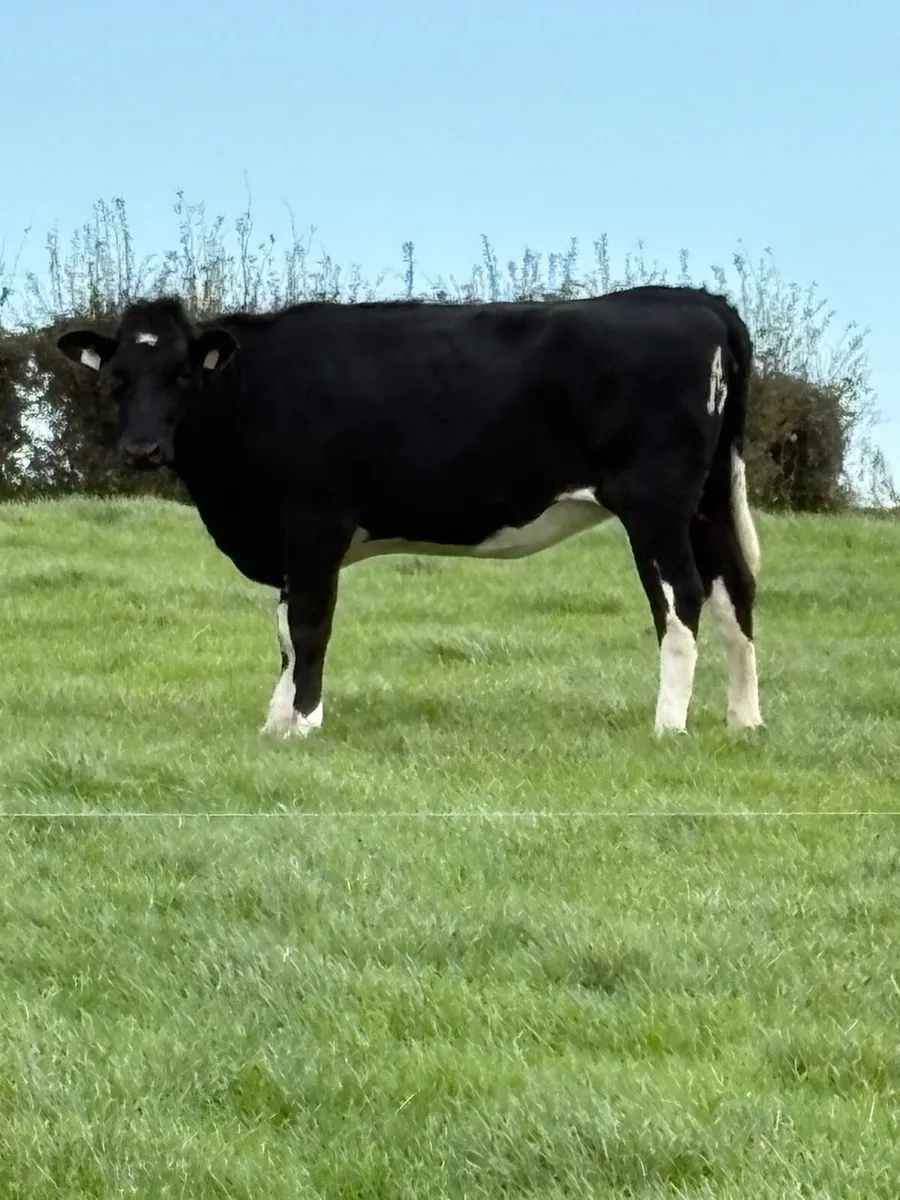 Incalf heifers - Image 1