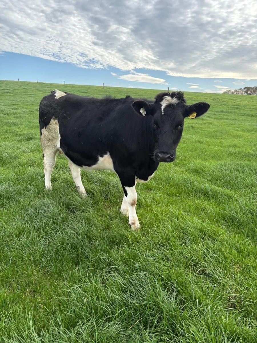 Incalf heifers - Image 2