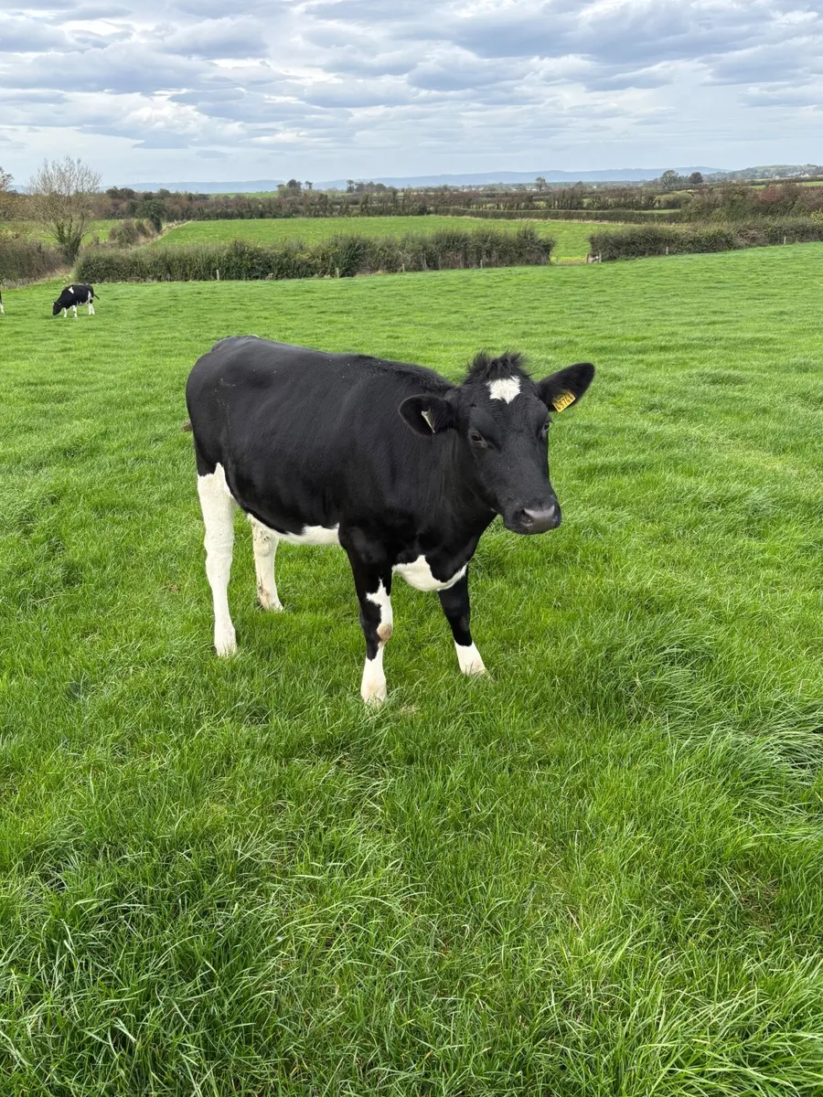 Incalf heifers - Image 3