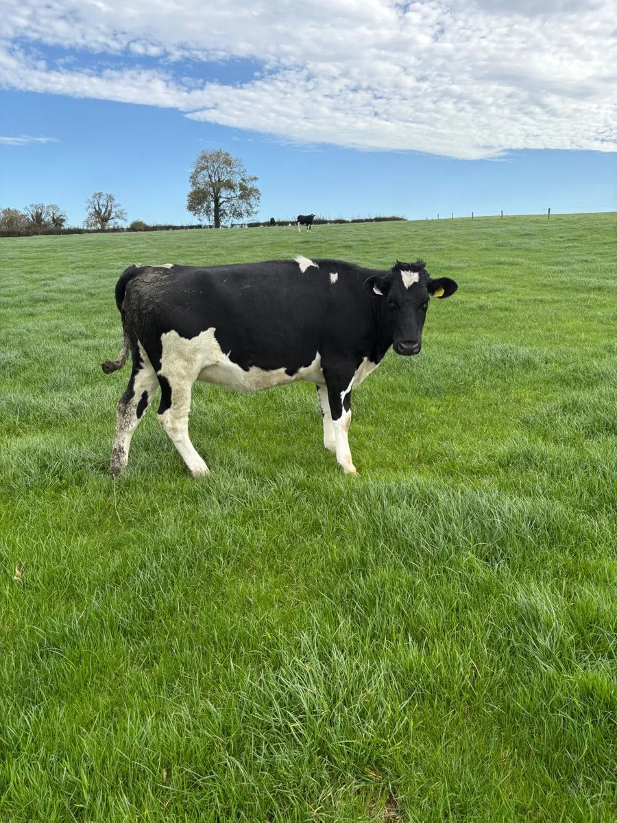 Incalf heifers - Image 4