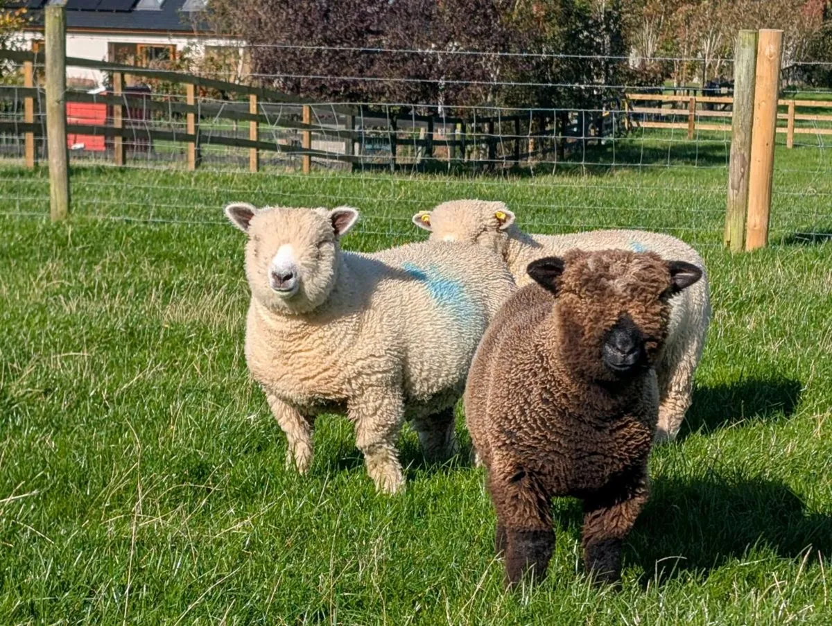 Ryeland Ewe Lambs - Image 1