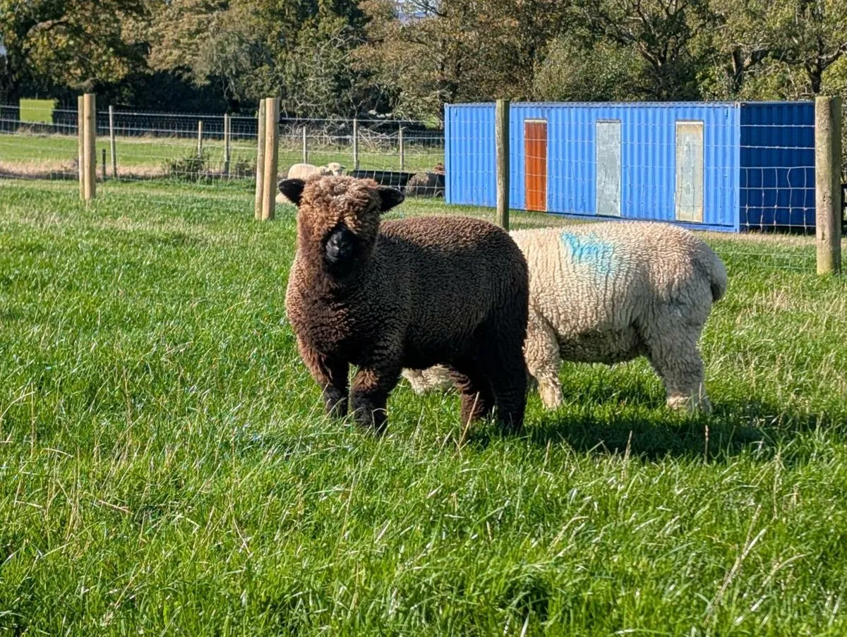 Ryeland Ewe Lambs - Image 2