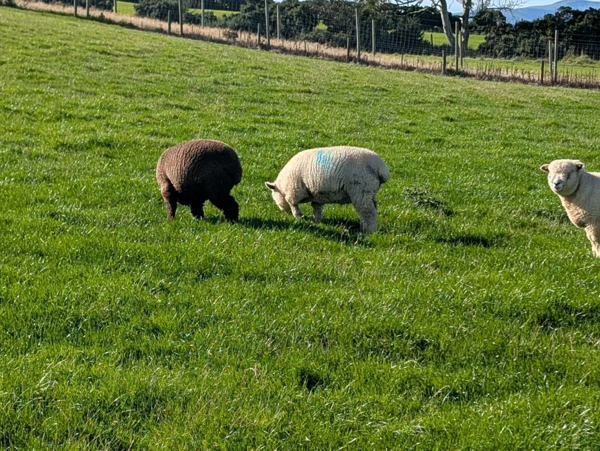 Ryeland Ewe Lambs - Image 3