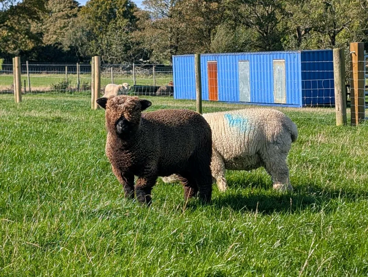 Ryeland Ewe Lambs - Image 4
