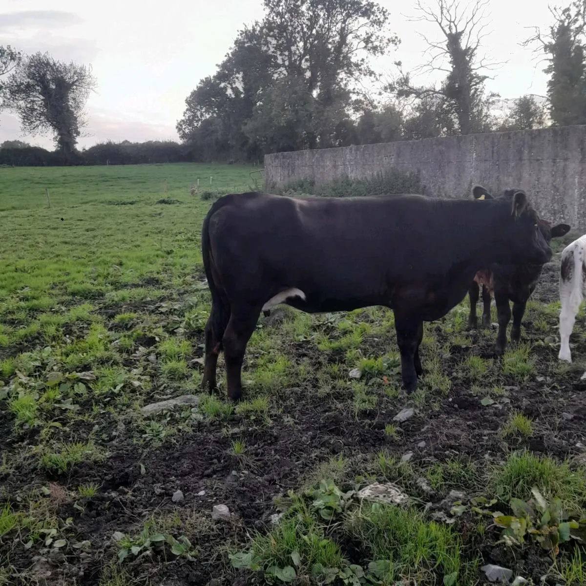 Helifer with bull calf at foot - Image 1