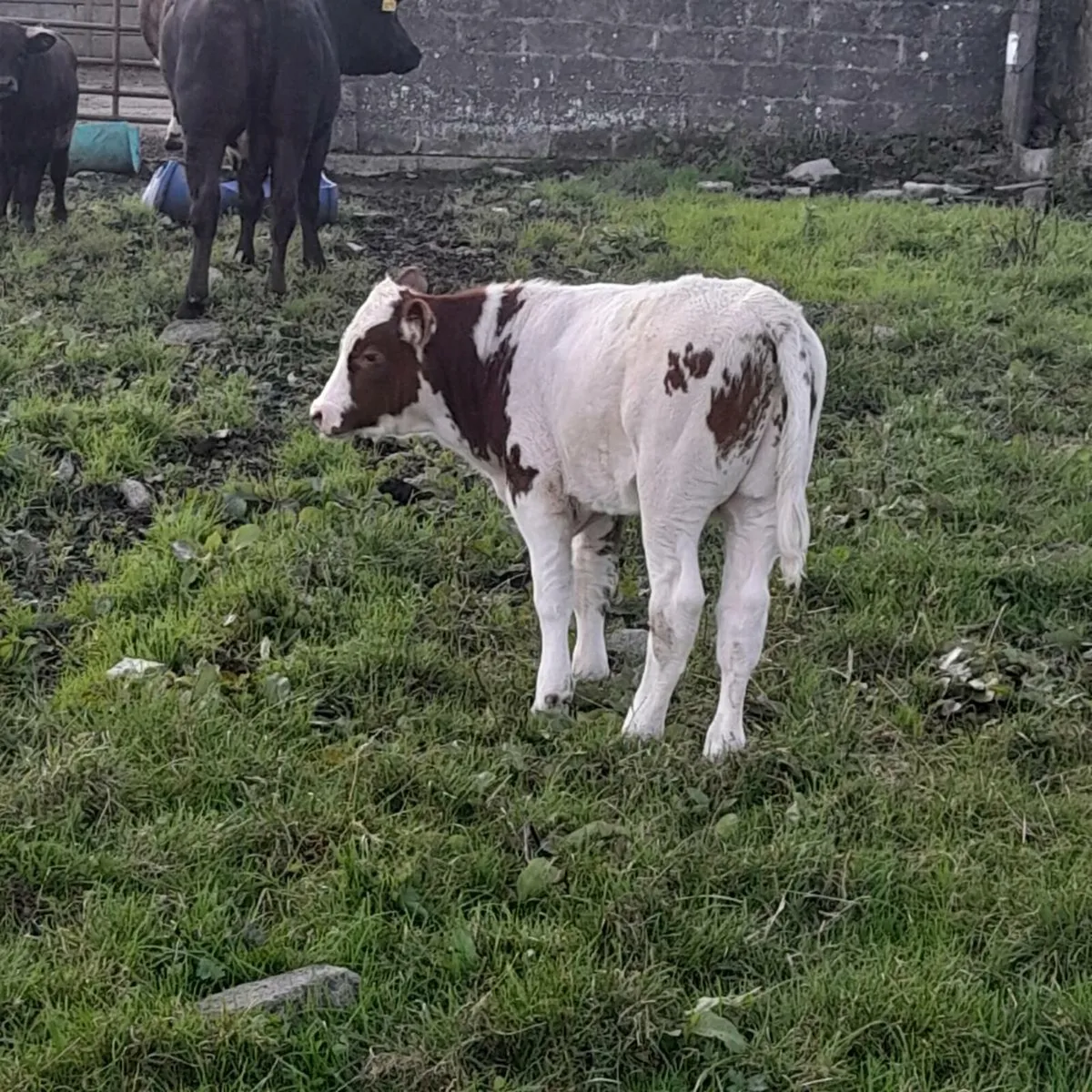 Helifer with bull calf at foot - Image 2