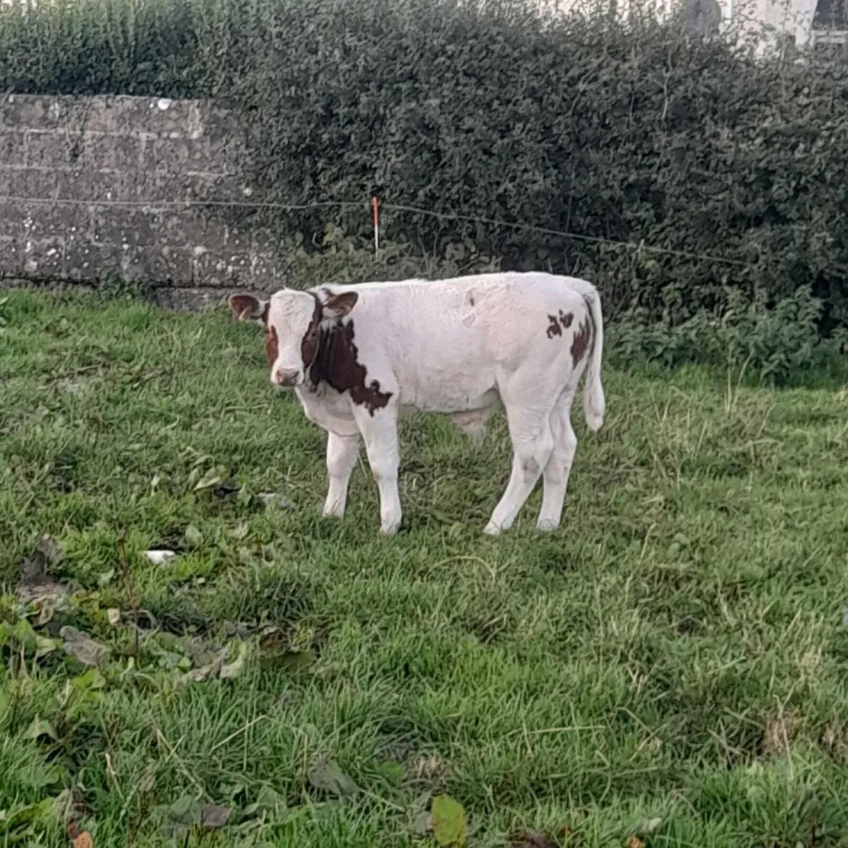 Helifer with bull calf at foot - Image 3